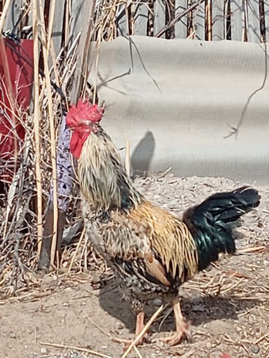 Петух годовалый.