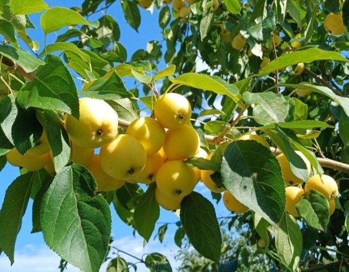 Абрикосы, ранетки, малина дачные