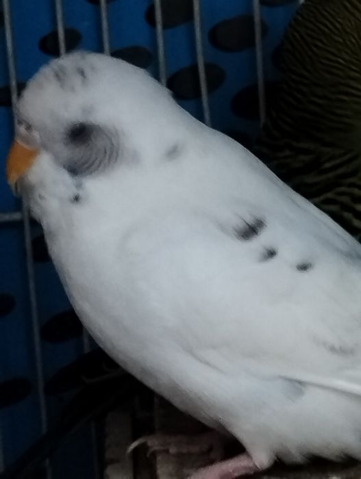 Попугаи домашнего разведения