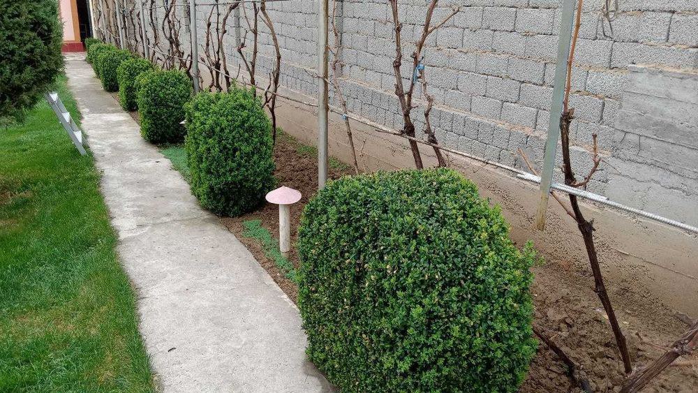 Декоративные кустарники с места выращивания самовывозом