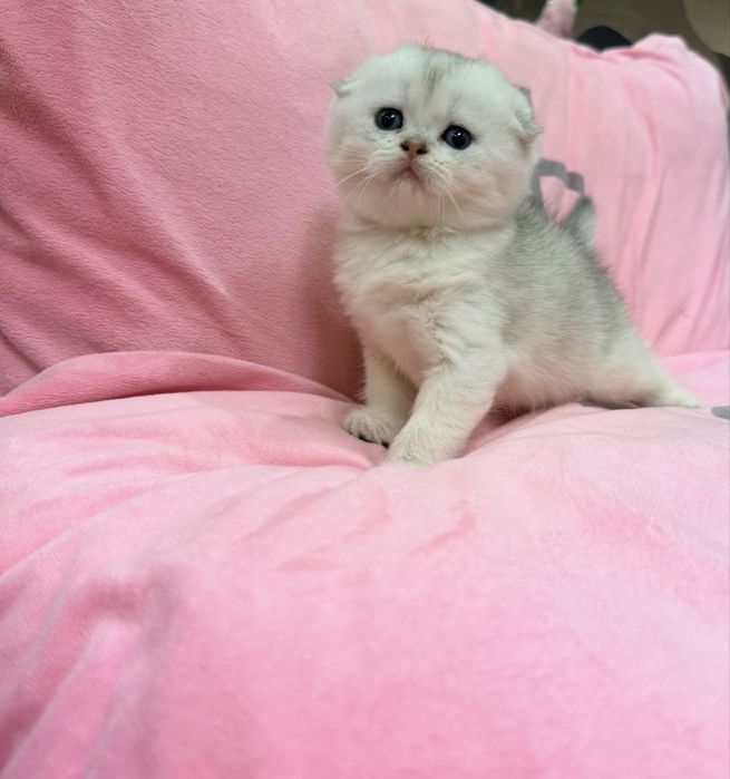 Шотланский скоттиш фолд ! Шиншилла серебро!