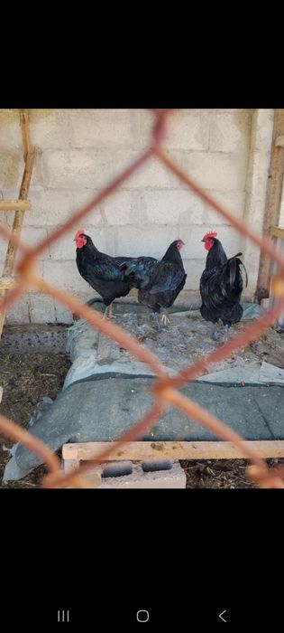 AVSTRALORP ZOTLI TOVUQLAR TUXUMLARI nalichi 9mingdan. Dastavka bor.