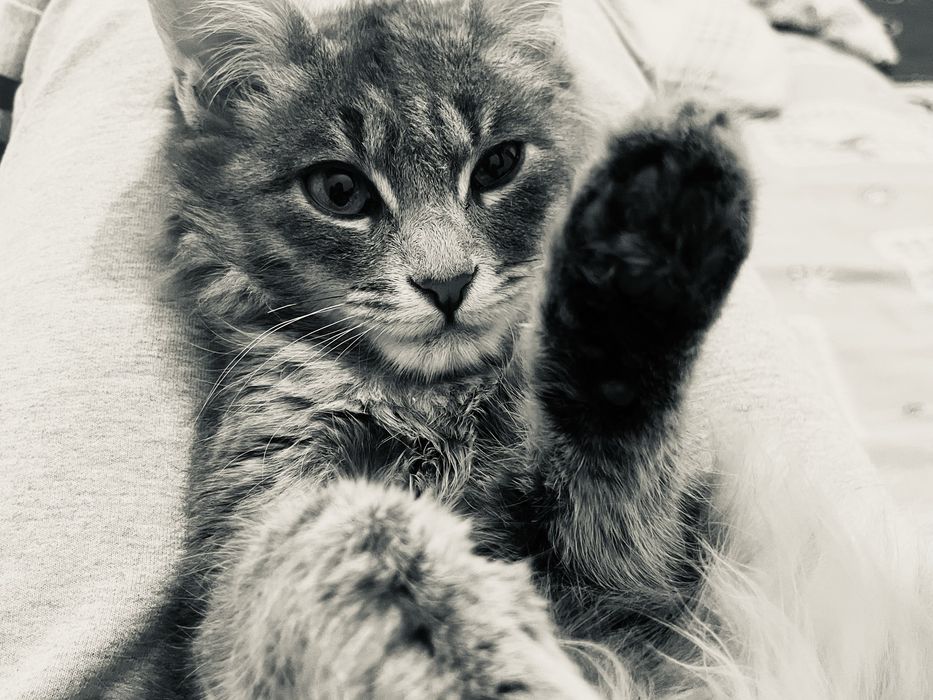 Кошка мальчик милый