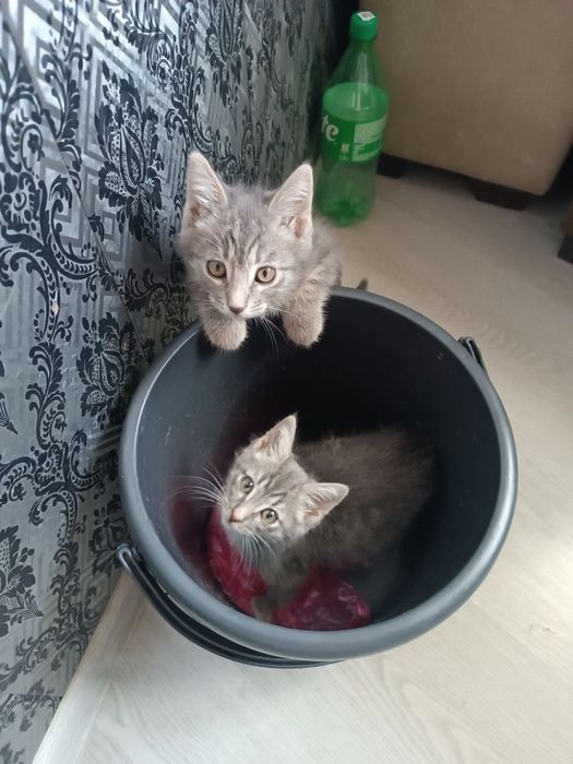 Отдам котят в хорошие руки