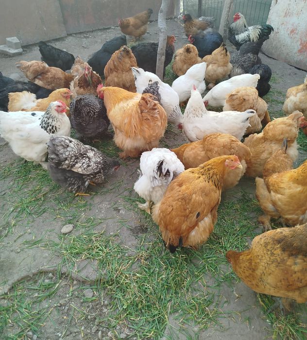 Ouă Brahma de incubat