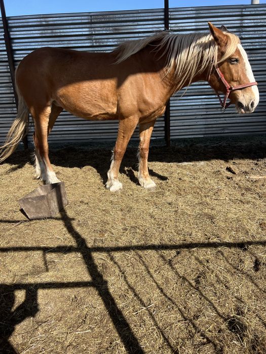 Продам кобылу лошадб