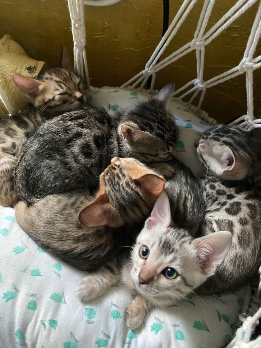 КИСИ! бенгальские котята