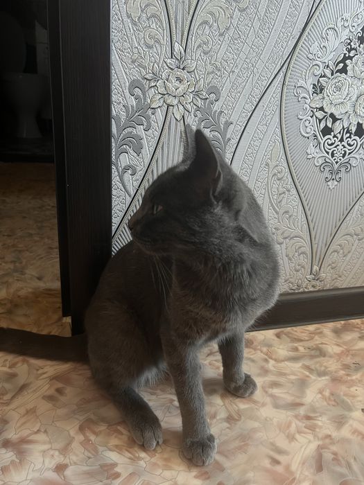 Найдет Кот в Районе Достыка