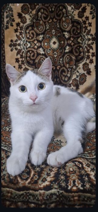 Бесплатно котик!