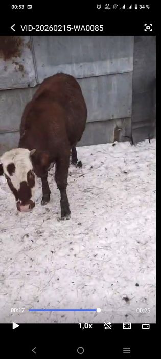 Продам молодых бычков, тёлок.