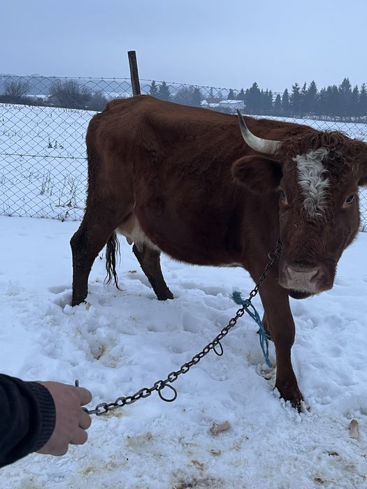 De vanzare vaca de 4 ani