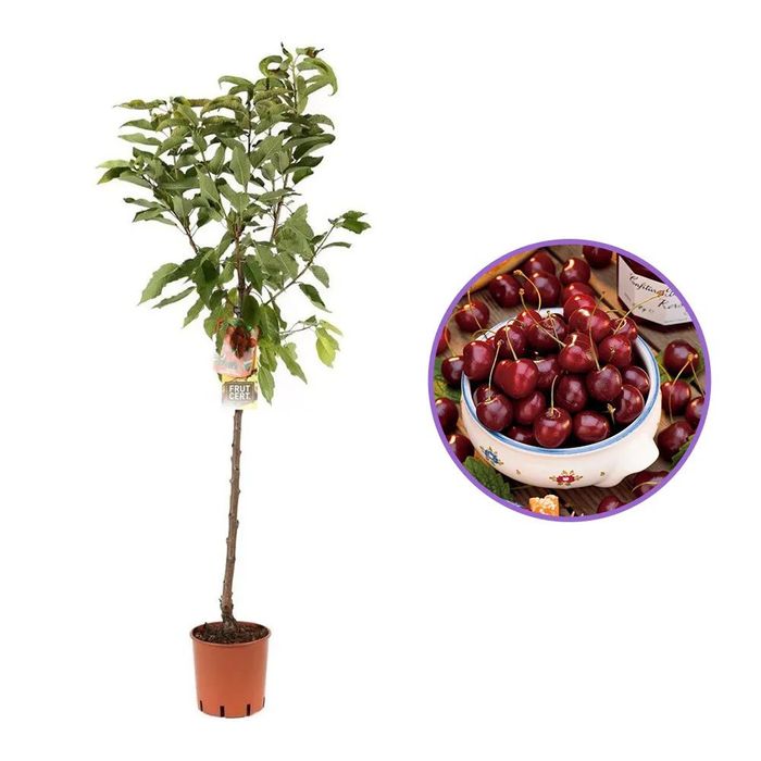 Pomi Fructiferi la Ghiveci (Cireș)