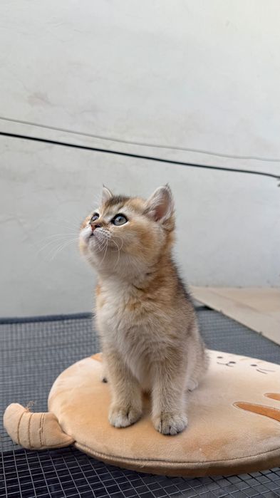 Британская золотая шиншилла .