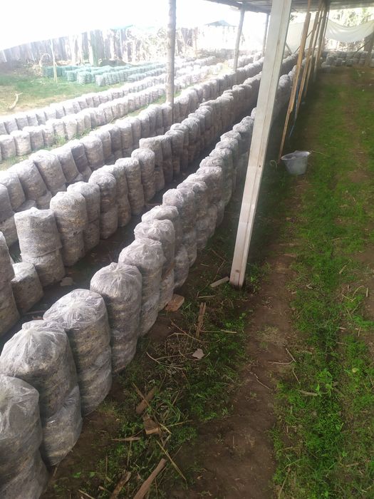 Вешинка Семена  Грибов КА 17 штп