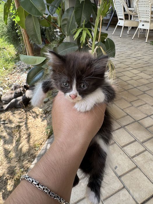 Кошка и котят 7шт детя