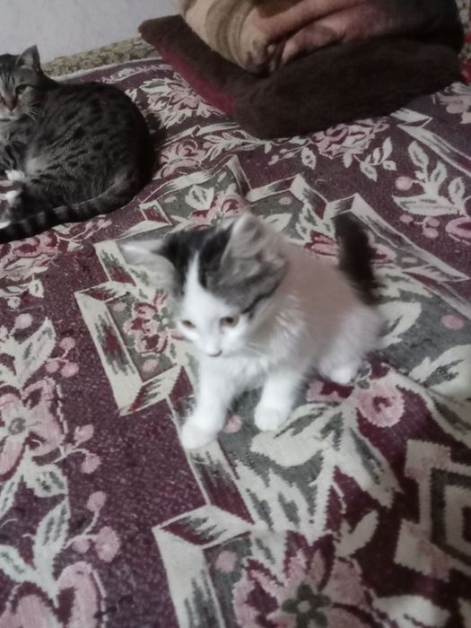 Отдам котенка хорошие руки