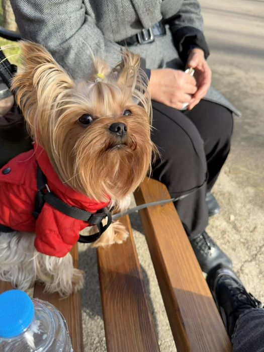 Йоркширски териер