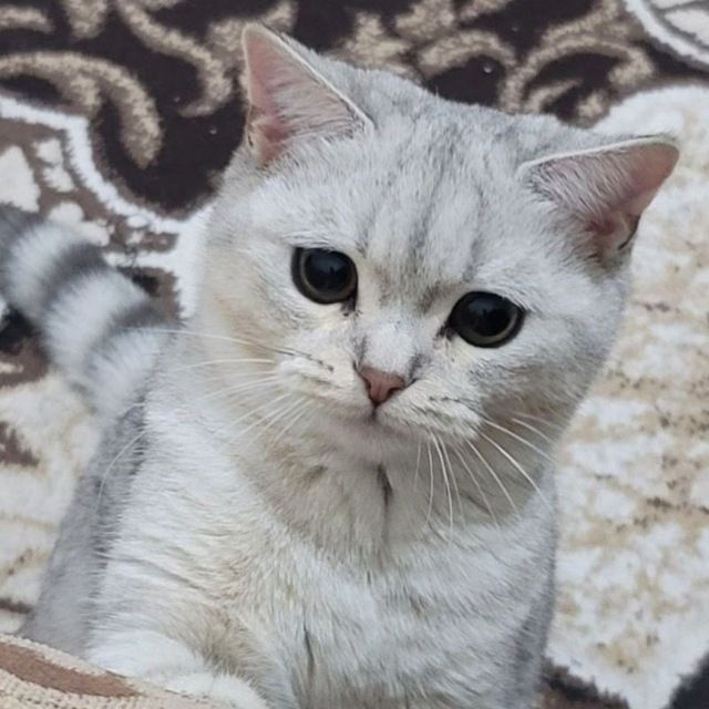 Toza qon mushukchalar sotiladi.