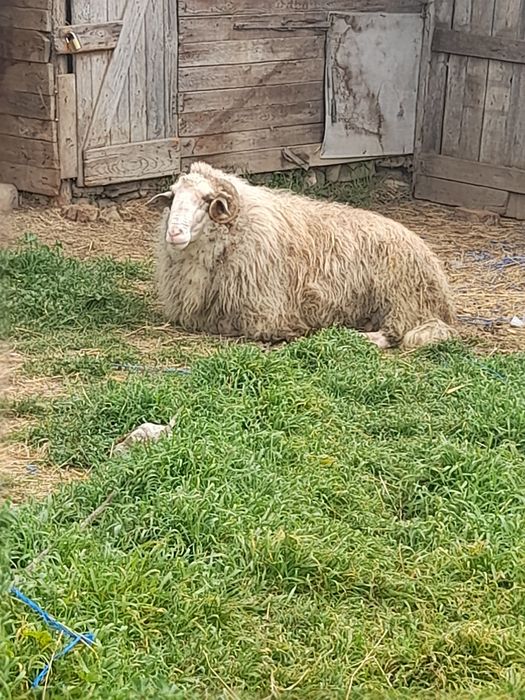 Продавам 11 дойни овце и 1 коч