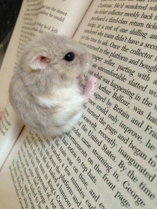 Хомячки джунгарские