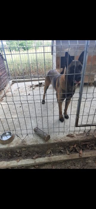 Catel ciobanesc belgian malinois