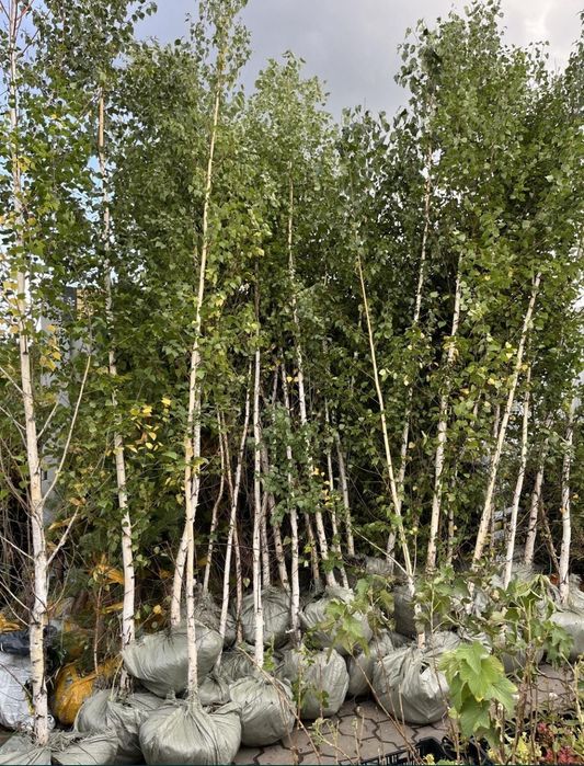 Саженцы берёзы сирень