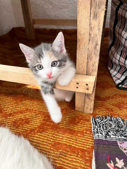 Отдам котенка девочку в добрые руки