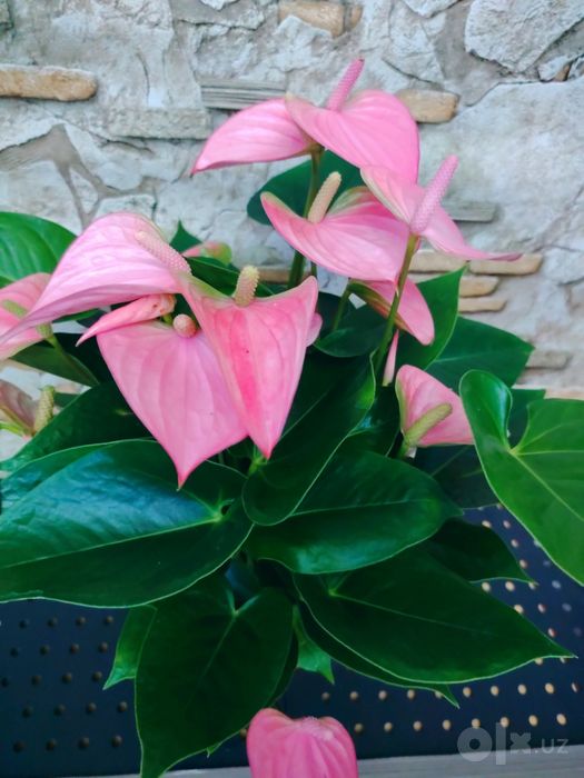 Антуриум Андре (Anthurium andraeanum) розовый сорт.