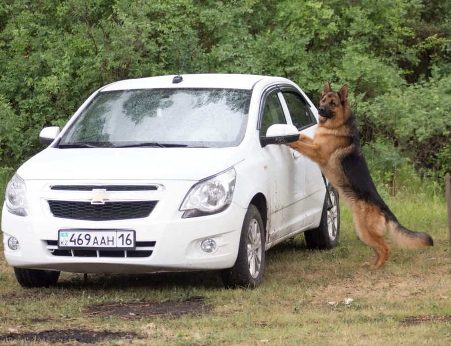 Продам щенков немецкой овчарки