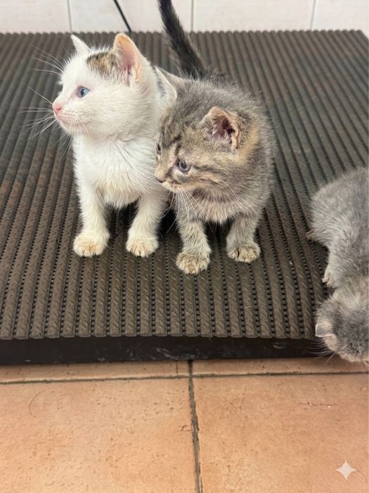 ПОДАРЯВАМЕ МЪЖКО КОТЕ обезпаразитено с хигиенни навици