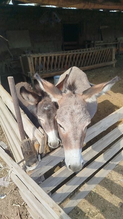 Животное продается