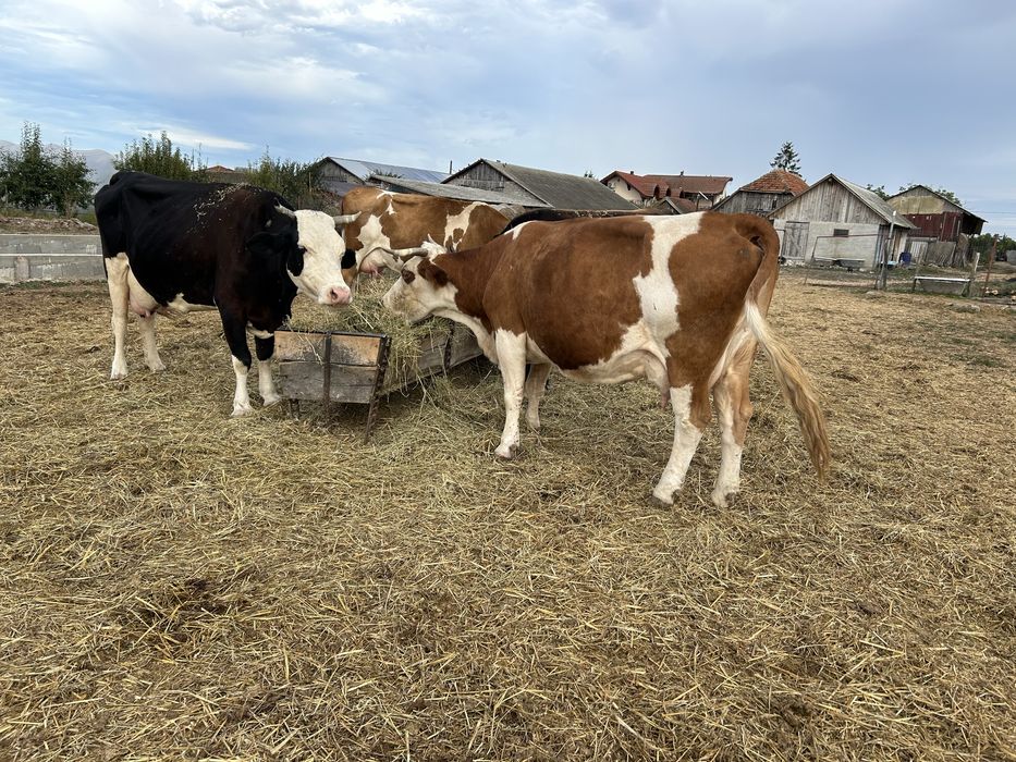 Vand doua vaci bune de lapte