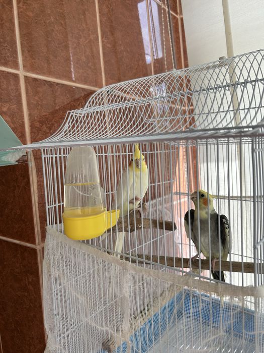 Pereche papagali specia Nimfă 550 lei negociabil
