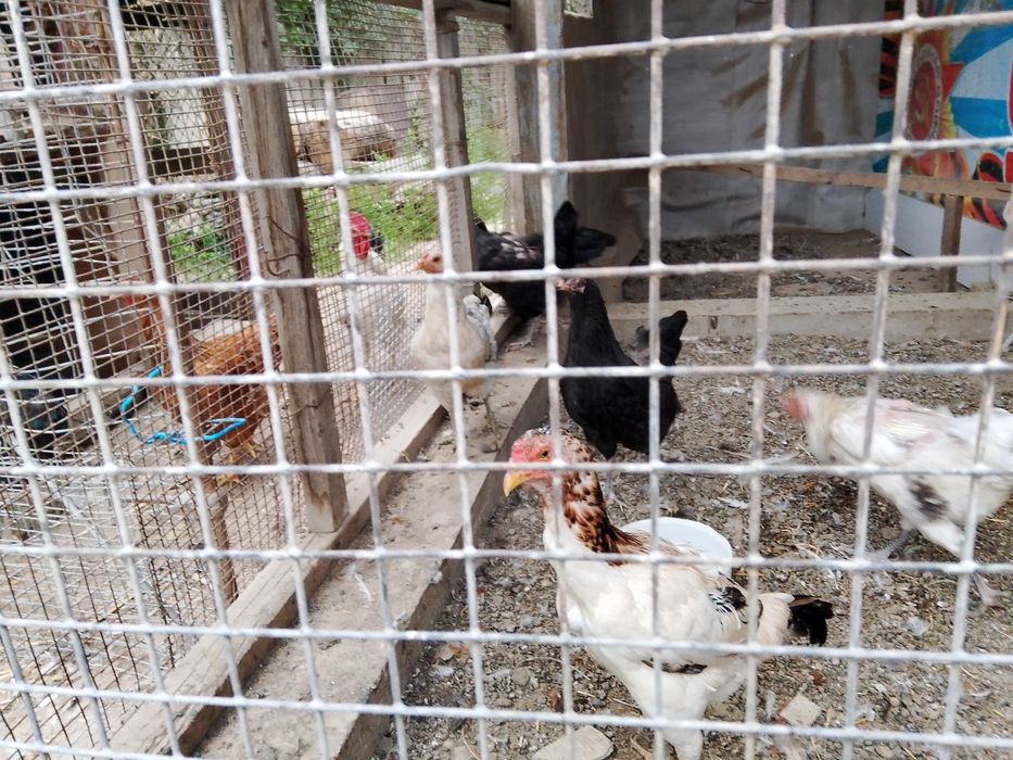 Продам куры домашние 12шт