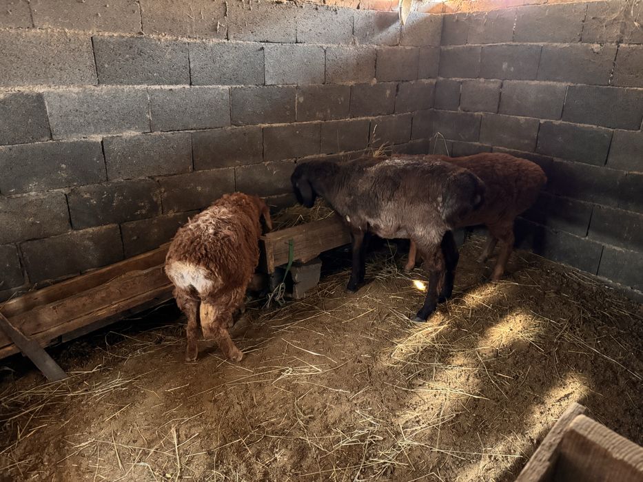 Продам баранов срочно