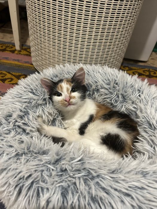 Отдам в добрые руки