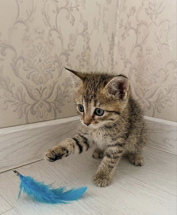Очаровательная кошка