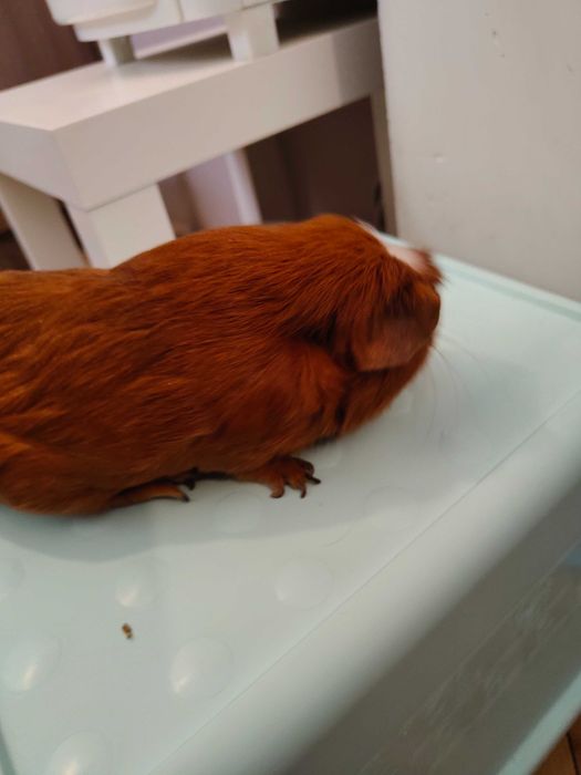 Продавам морски свинчета