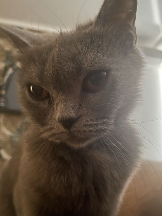 отдам кошку в добрый руки