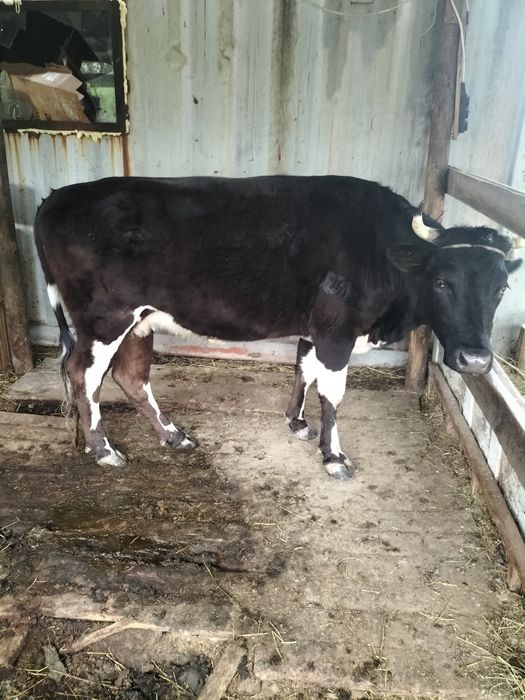 Сиыр сатылады сүтті