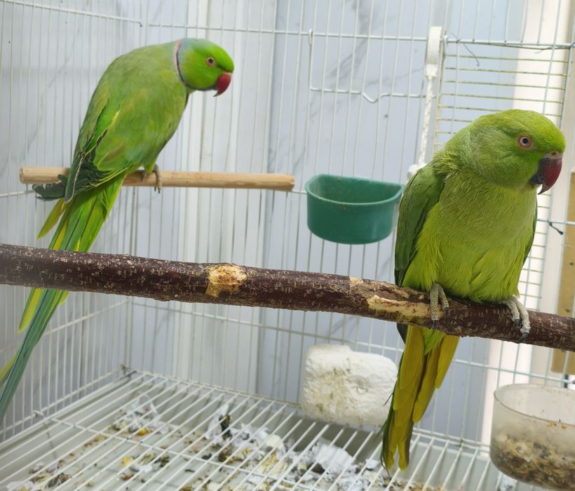 Сформированная пара ожереловых попугаев