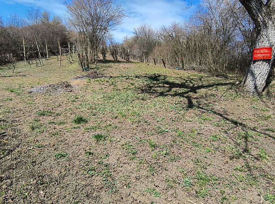 Teren cu vita de vie comuna Cristian judetul Sibiu