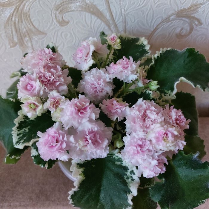 Листочки фиалок 500тг