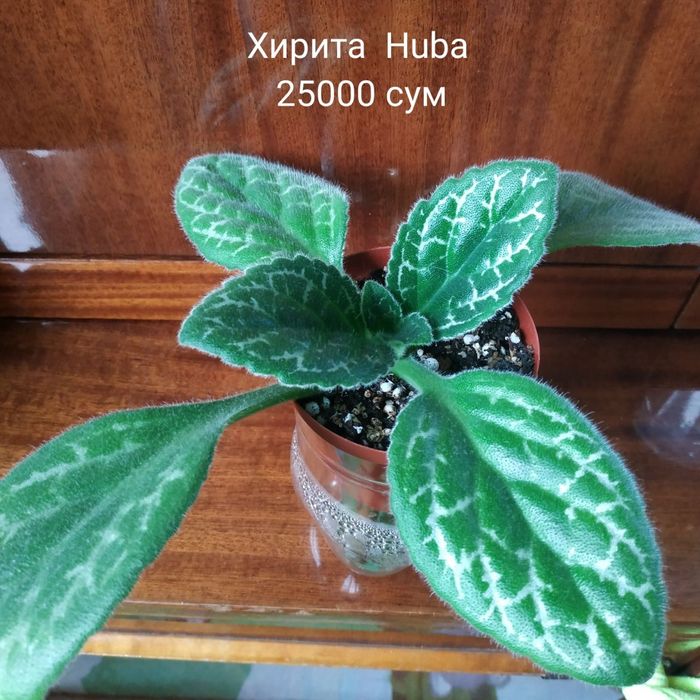 Продаются комнатные цветы