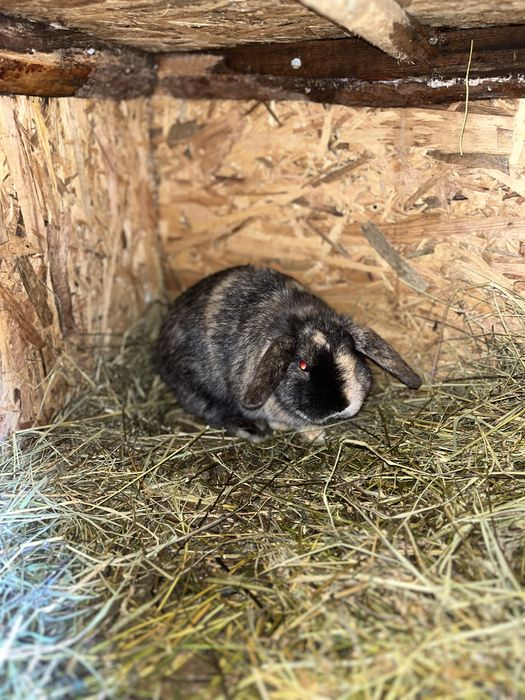 Iepurasi de companie