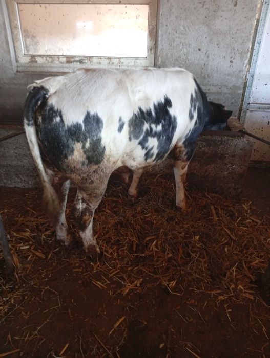 Vițel de carne de vanzare