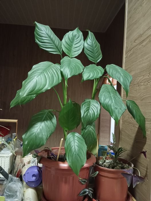 Продам домашний цветок