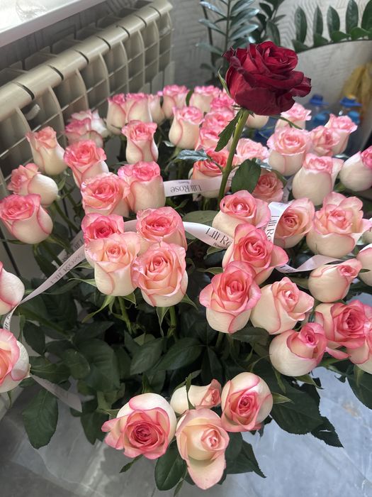 Роза 51 шт метровый