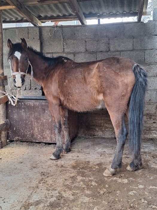 Буаз бие 1 туган нохта жуас