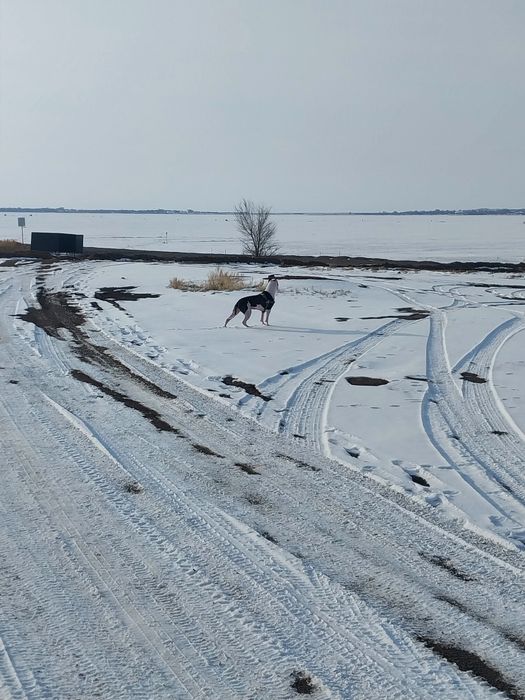 Стафард девочка ищет кобеля жениха